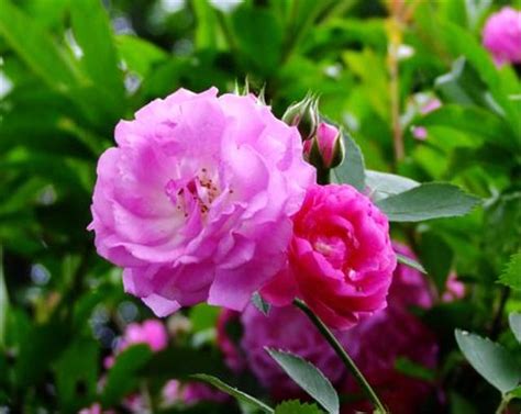 薔薇種植|【薔薇花的栽培方法】薔薇花怎麼養